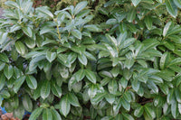 Prunus Laurocerasus - Cherry Laurel