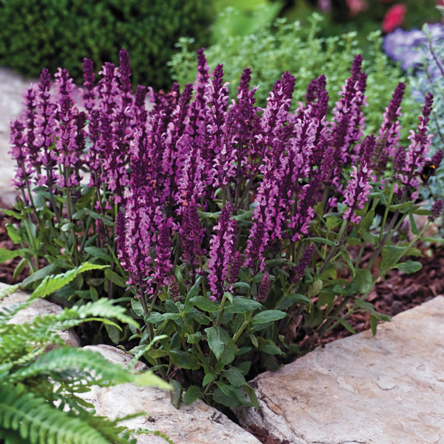 Salvia New Dimension Rose – A4Dibble Plants