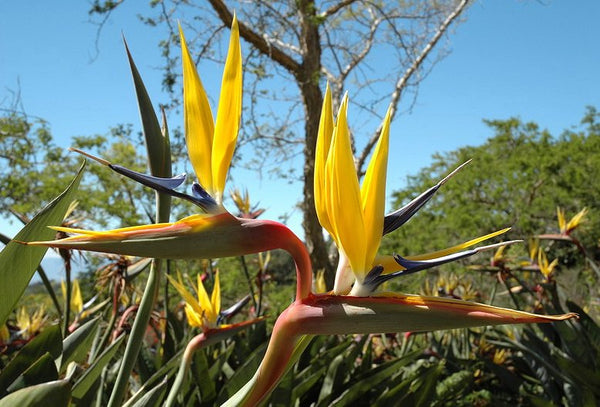 Strelitzia mandelas Gold