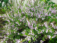 Thryptomene Rosea