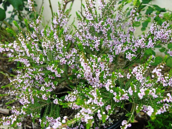 Thryptomene Rosea