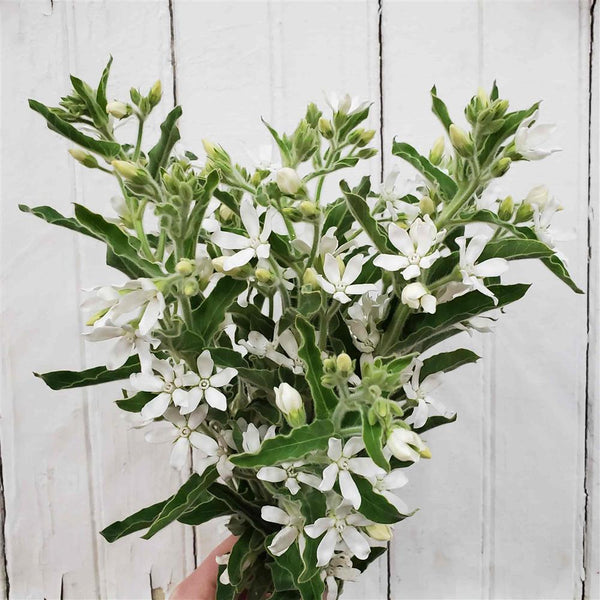 Tweedia coerleum White