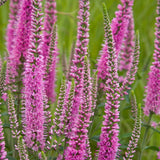 Veronica Longifolia Pink x 10 bare rooted plants