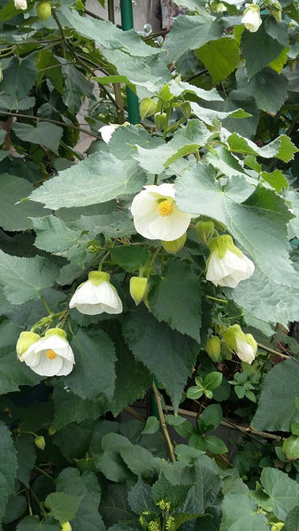 Abutilon White