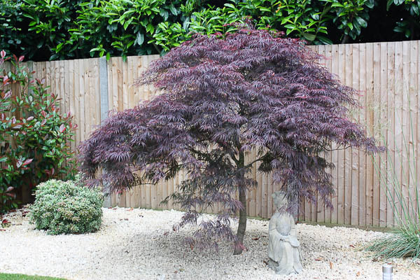 Acer Dissectum Purpurea - Japanese maple