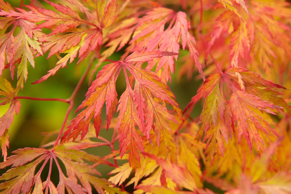 Acer Palmatum - Japanese Maple
