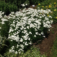Achillea The Pearl x 10 bare rooted plants