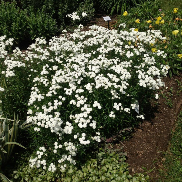 Achillea The Pearl x 10 bare rooted plants