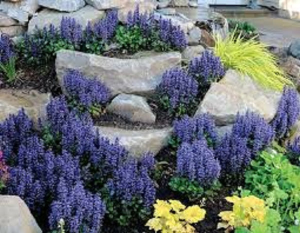 Ajuga Blueberry Muffin
