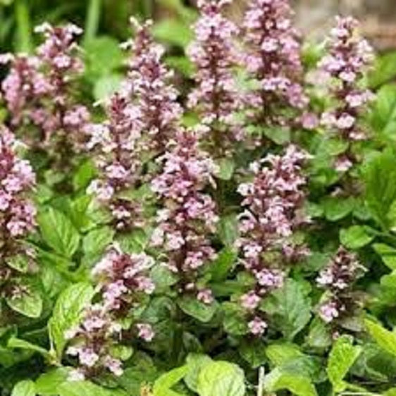 Ajuga Pink