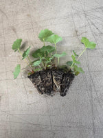 Alchemilla Mollis - ladies Mantle x 10 bare rooted