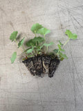 Alochemilla mollis - Ladies Mantle - x 10 bare rooted