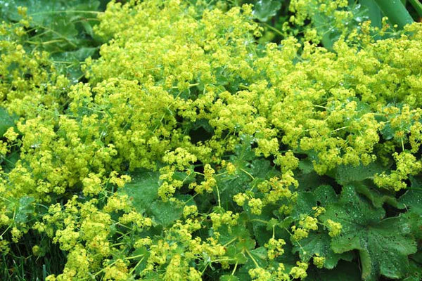 Alchemilla Mollis - ladies Mantle x 10 bare rooted