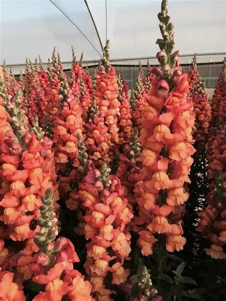Antirrhinum Orange - Snapdragon x 10 bare rooted plants