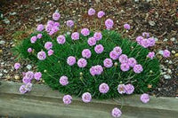 Armeria Morning Star Pink - thrift x 10 bare rooted