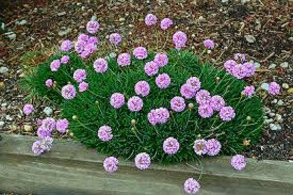 Armeria Morning Star Pink - thrift x 10 bare rooted