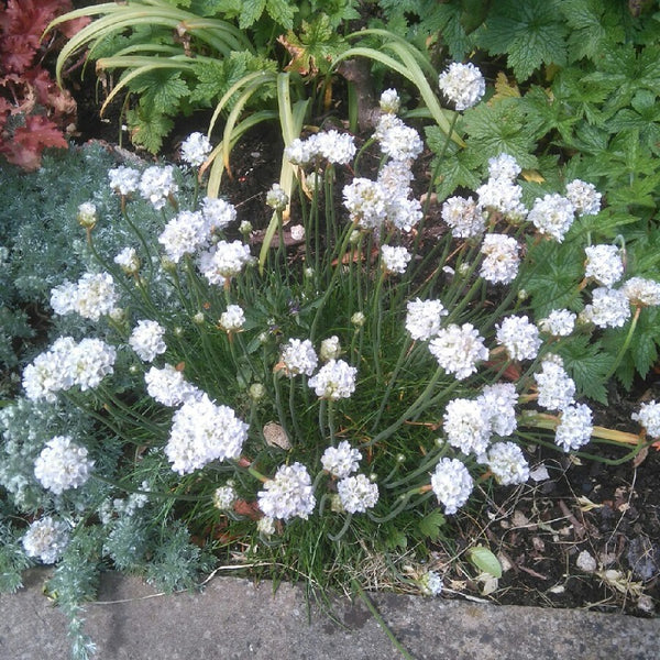 Armeria Morning Star White - Thrift x 10 bare rooted plants