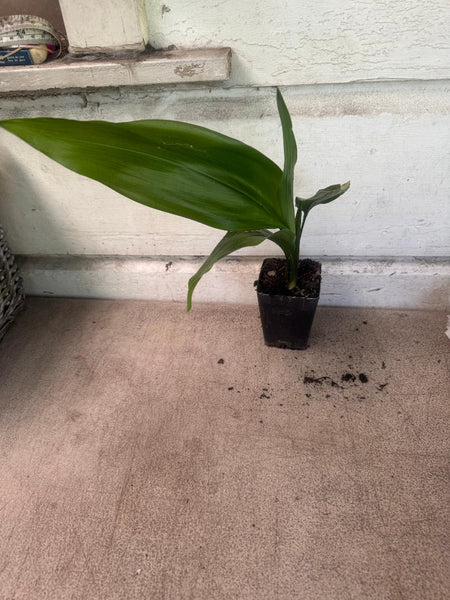 Aspidistra - Cast iron  plant