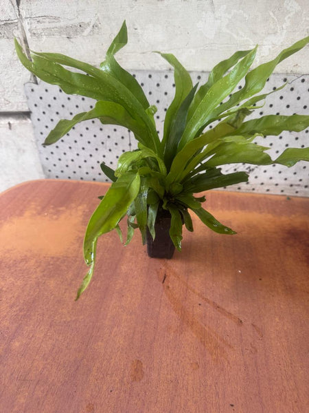 Asplenium Antiquum - Bridsnest Fern