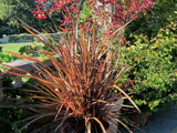 Astelia Red Devil