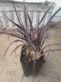 Astelia Red Devil