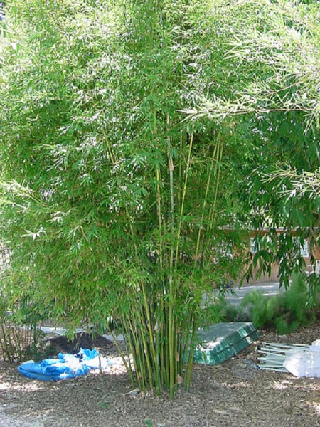 Bamboo - Gracilis