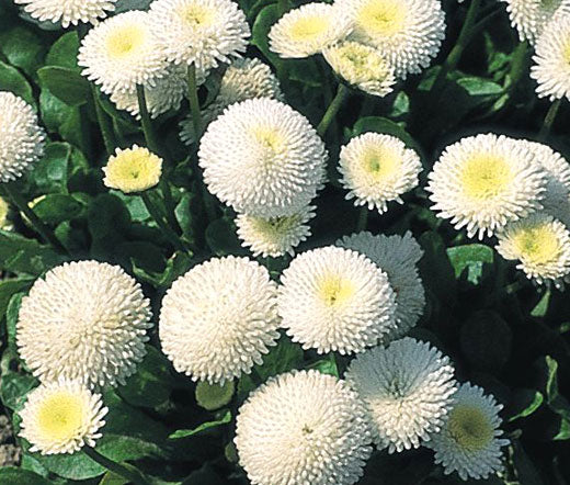 Bellis Bellissima white x 10 bare rooted plants