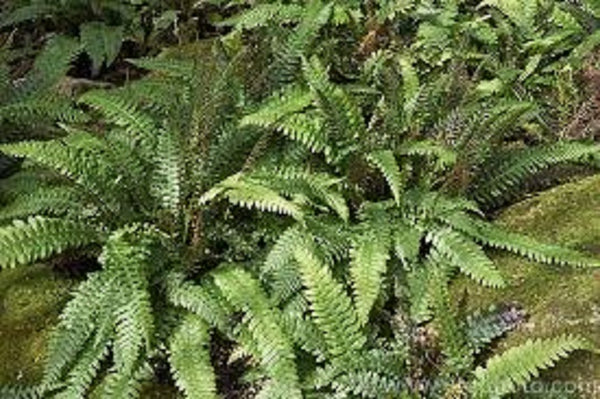 Blechnum Chambersii