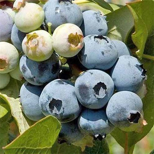 Blueberry Rahi – A4dibble Plants