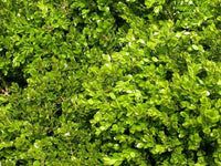 Buxus Green Gem x 50