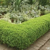 Buxus Microphylla Koreana