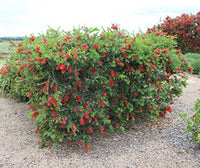 Callistemon MacArthur