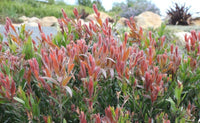 Callistemon Viminalis Red Alert