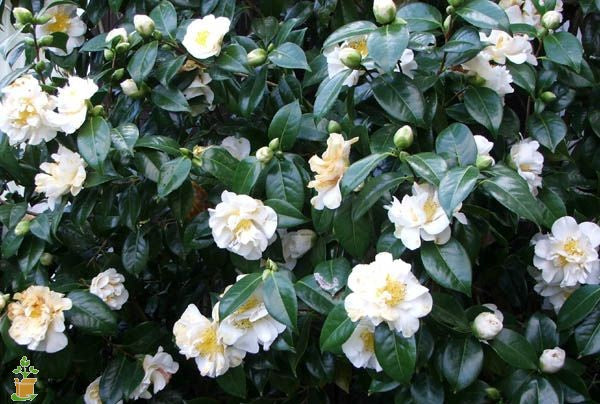 Camellia Setsugekka x 50 – A4 Dibble Plants