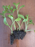 Campanula Alliariifolia. Swinging Bells x 10 bare rooted plants