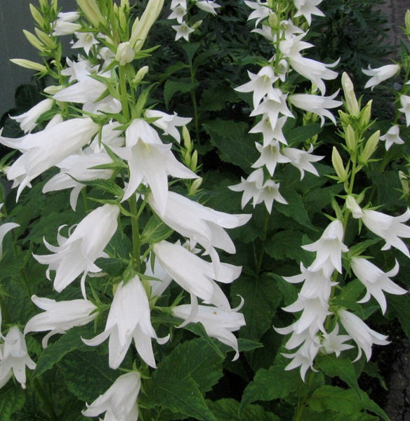 Campanula Latifolia Alba