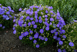 Campanula Rapido Blue x 10 Bare rooted plants