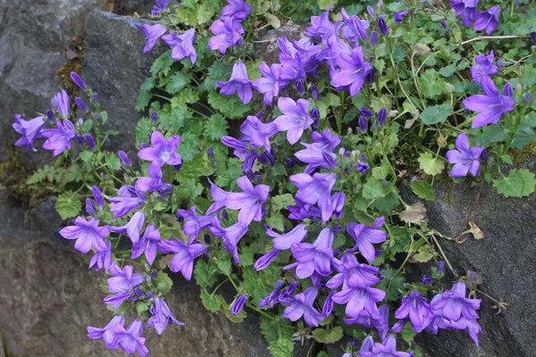 Campanula E K Toogood