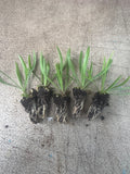 Catanache Cupids Dart White x 10 bare rooted plants