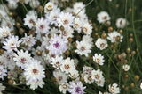 Catanache Cupids Dart White x 10 bare rooted plants