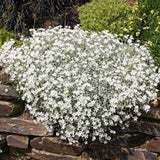 Cerastium - snow in summer x 10 bare rooted plants