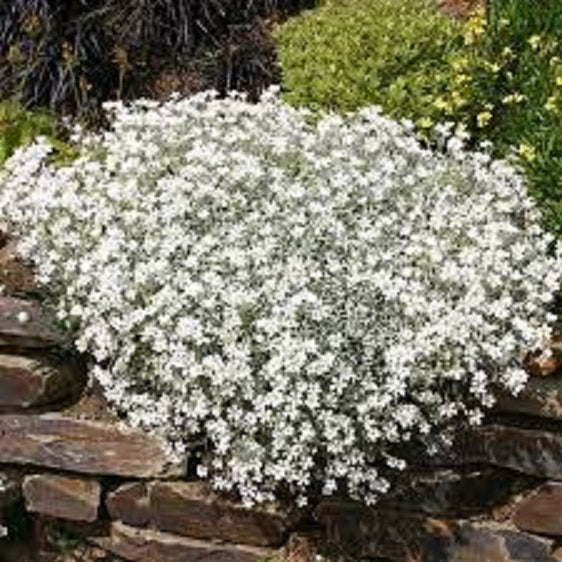 Cerastium - snow in summer x 10 bare rooted plants