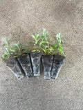 Cerastium - snow in summer x 10 bare rooted plants