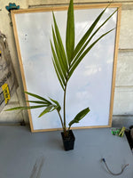 Chamaedora cataractarum - Cascade palm