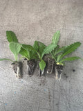 Cirsium Rose Beauty x 10 bare rooted plants