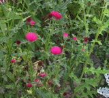 Cirsium Rose Beauty x 10 bare rooted plants