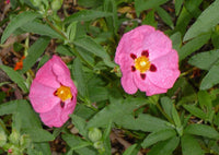 Cistus Brillancy