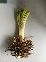 Clivia Miniata - Bare rooted