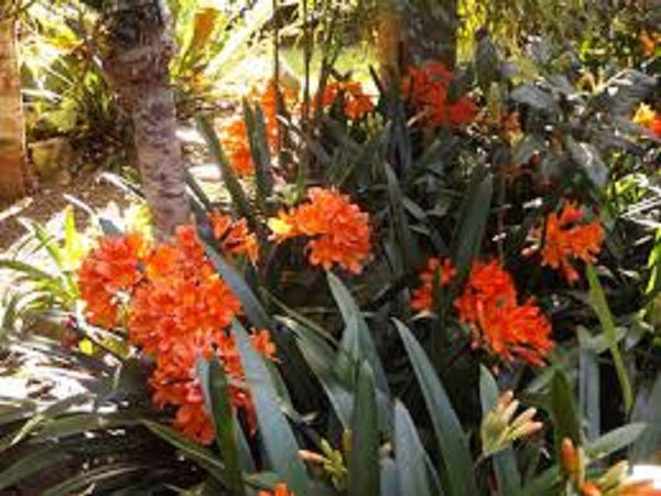 Clivia Miniata - Bare rooted