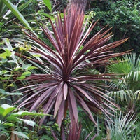 Cordyline Australis purpurea